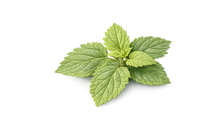Patchouli