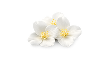 Jasmine 