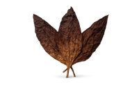 Tobacco Leaf