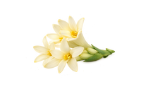 Tuberose