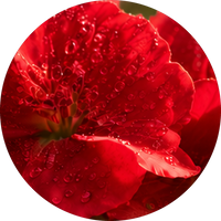 Geranium